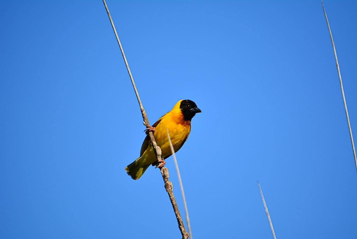 Black-headed Weaver - ML346323381
