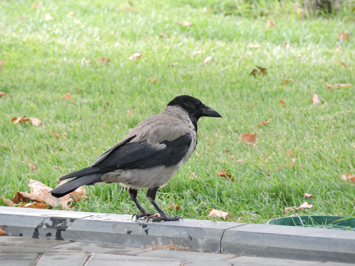 Hooded Crow - ML34632391
