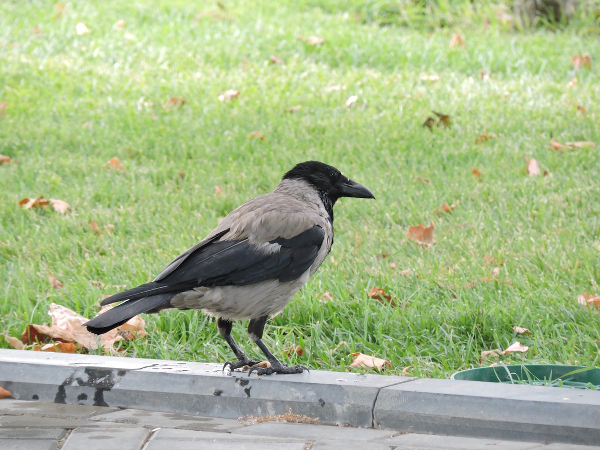 Hooded Crow - Boris Georgi