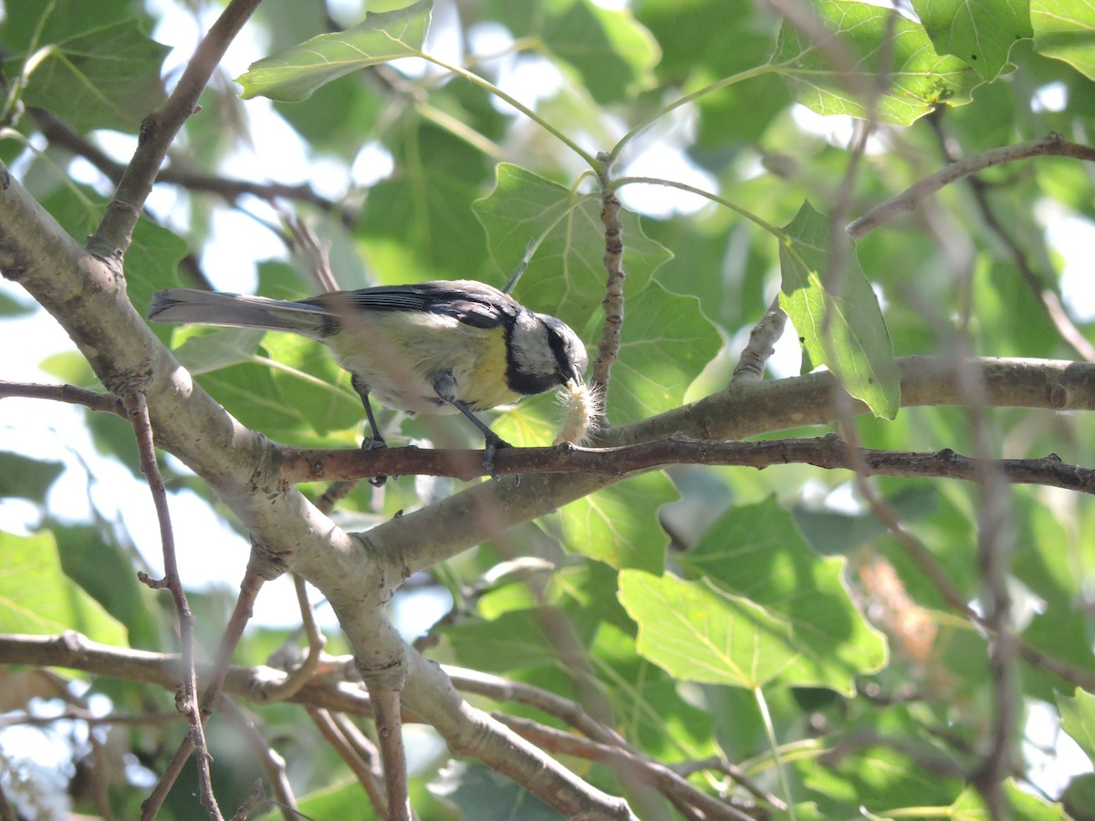Eurasian Blue Tit - ML34632431