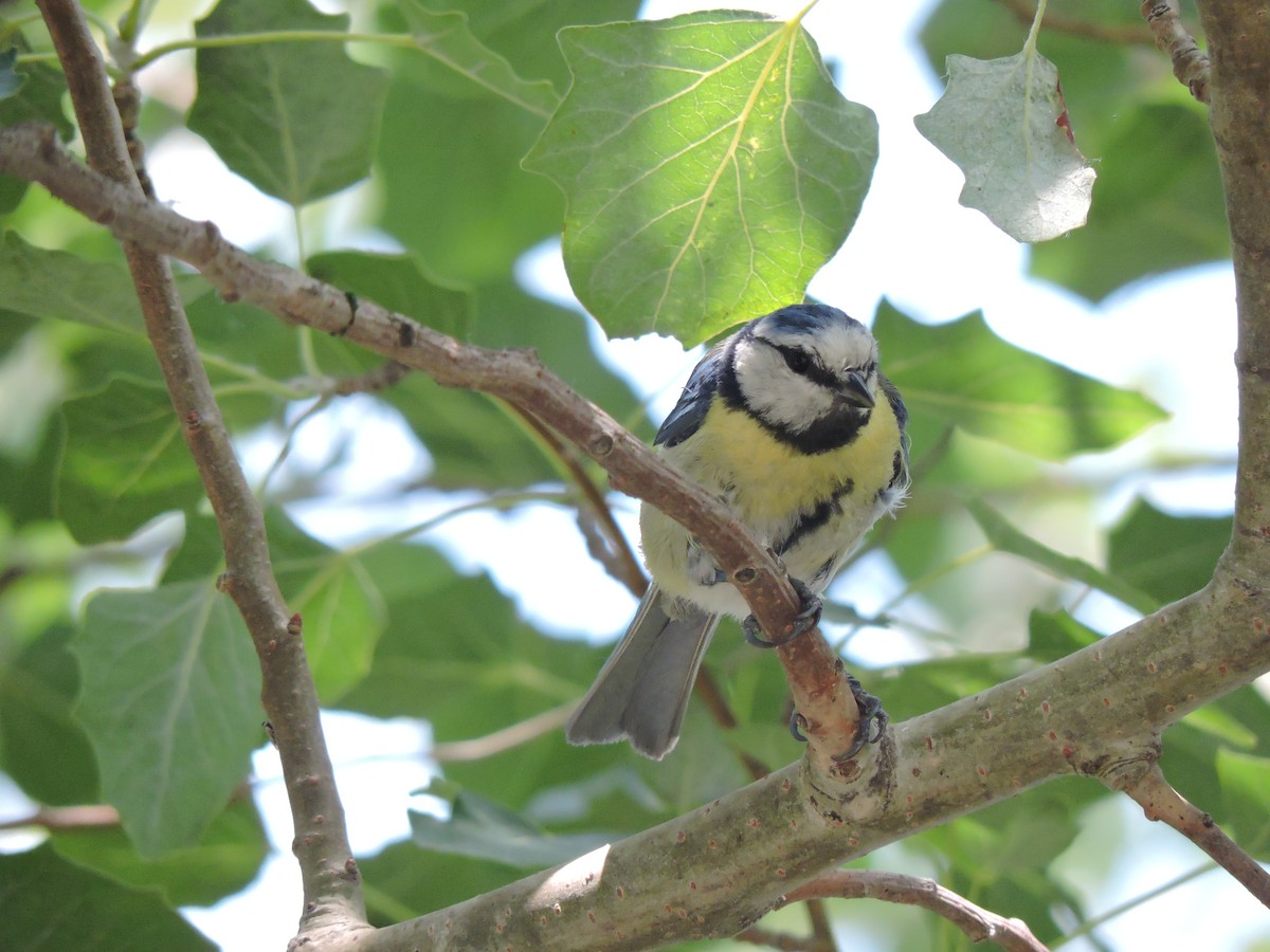 Eurasian Blue Tit - ML34632451