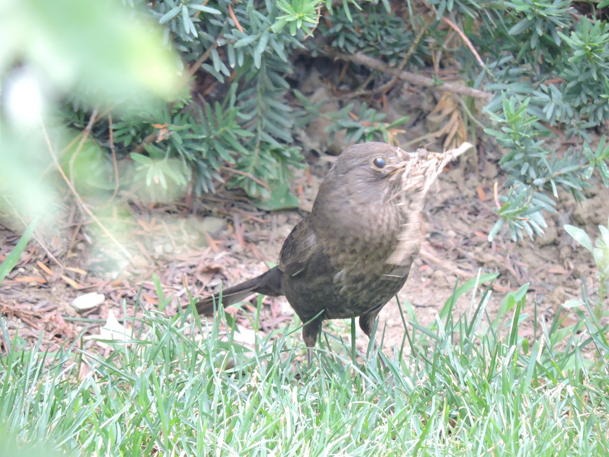 Eurasian Blackbird - ML34632481