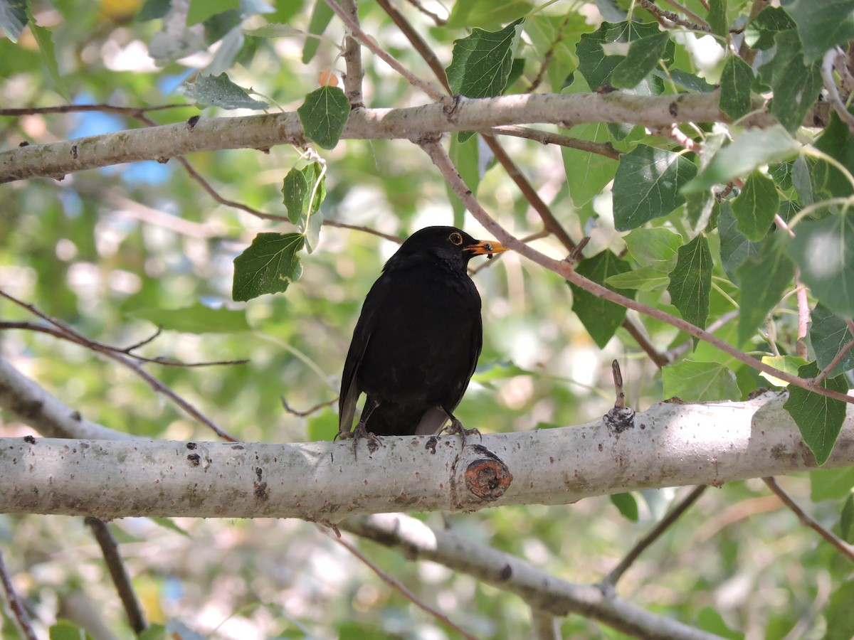 Eurasian Blackbird - ML34632491