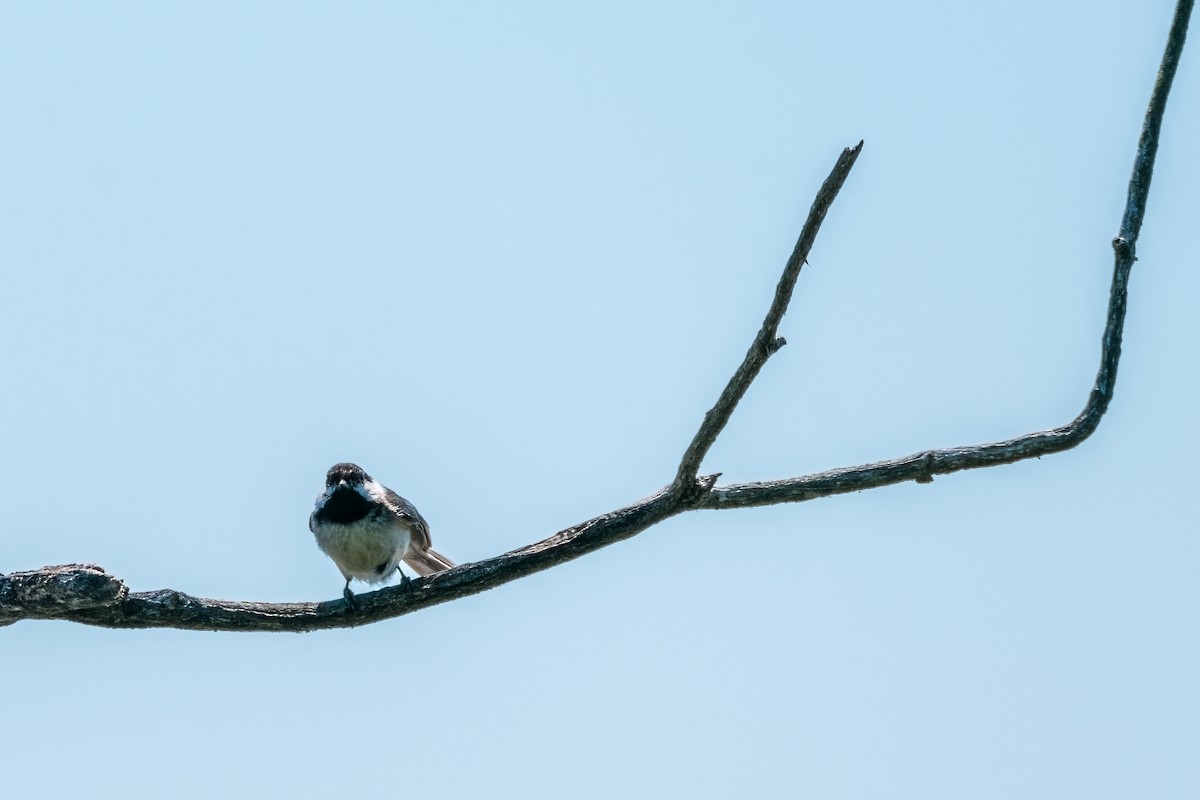 Black-capped Chickadee - ML346324981