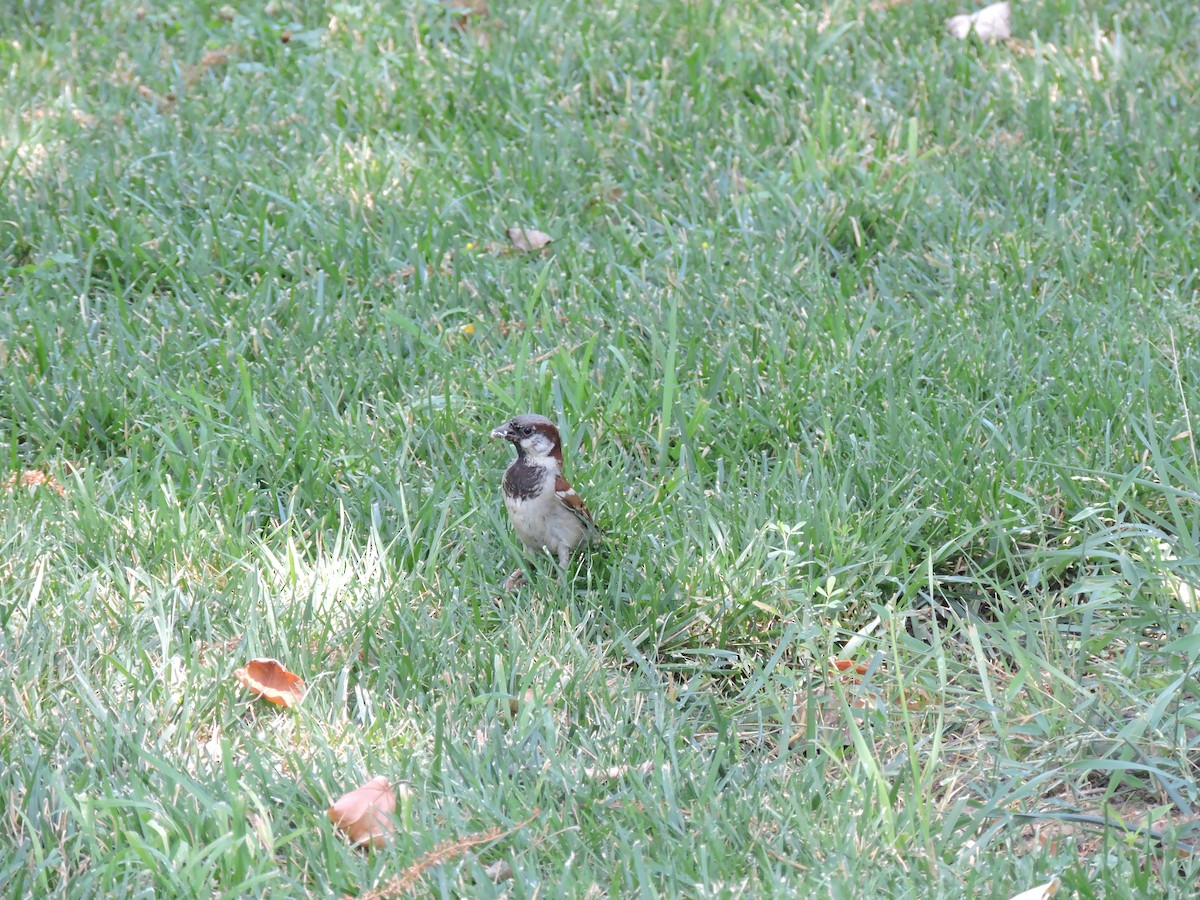 House Sparrow - ML34632541