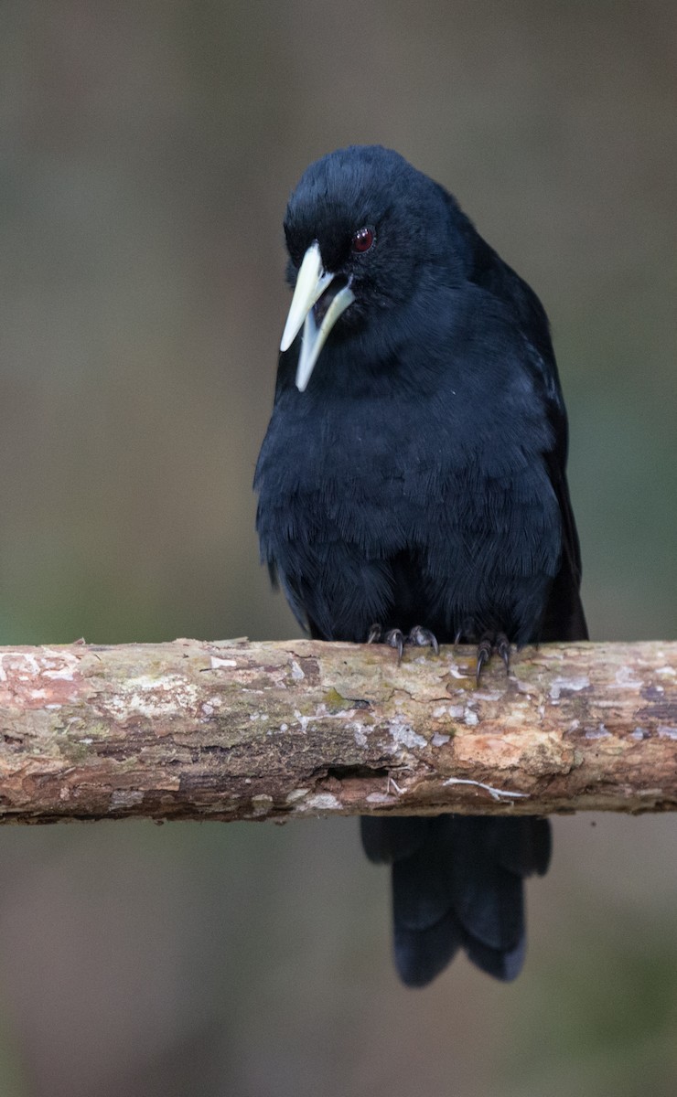 Solitary Black Cacique - ML34632631