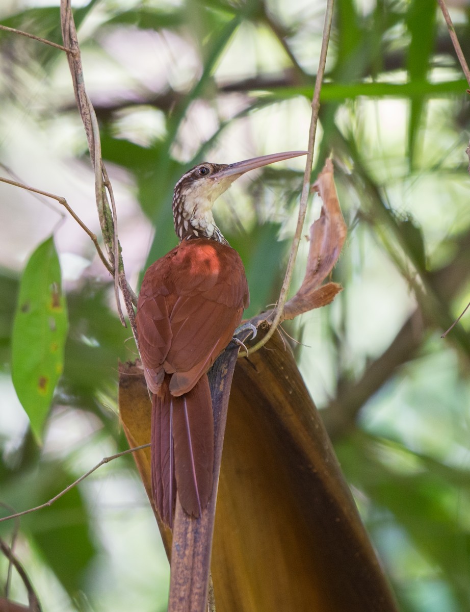 eBird Checklist - 7 Sep 2016 - Rio Matapi-Br 156 Macapá-Laranjal do ...