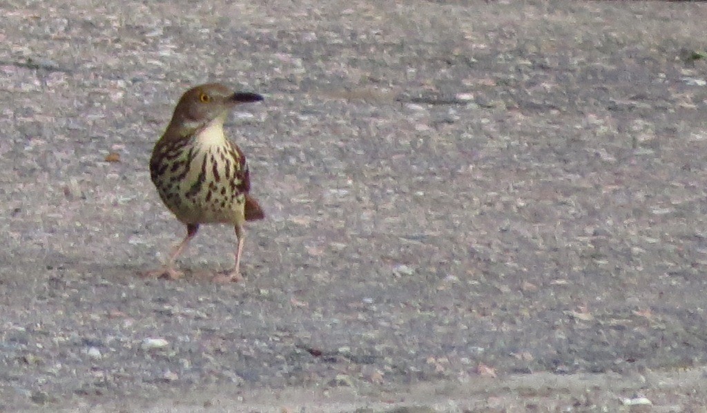 Brown Thrasher - ML346327771