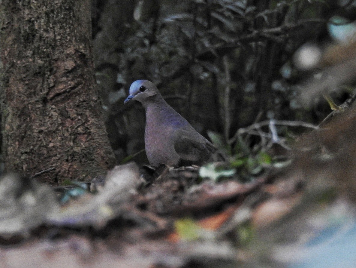 Gray-fronted Dove - ML346328911