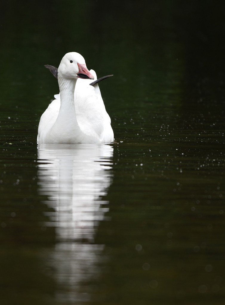 Snow Goose - Jaime Thomas