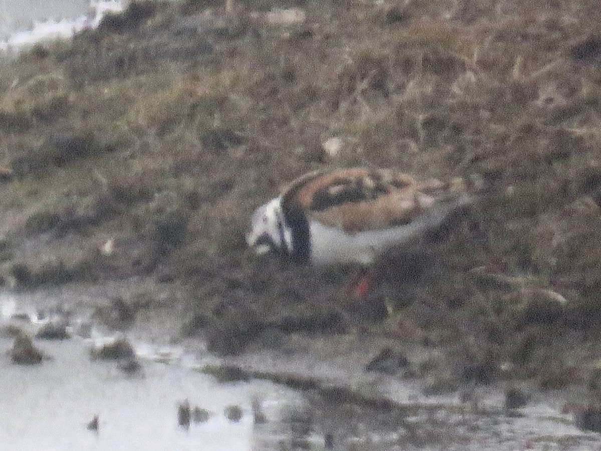 Ruddy Turnstone - ML346330131