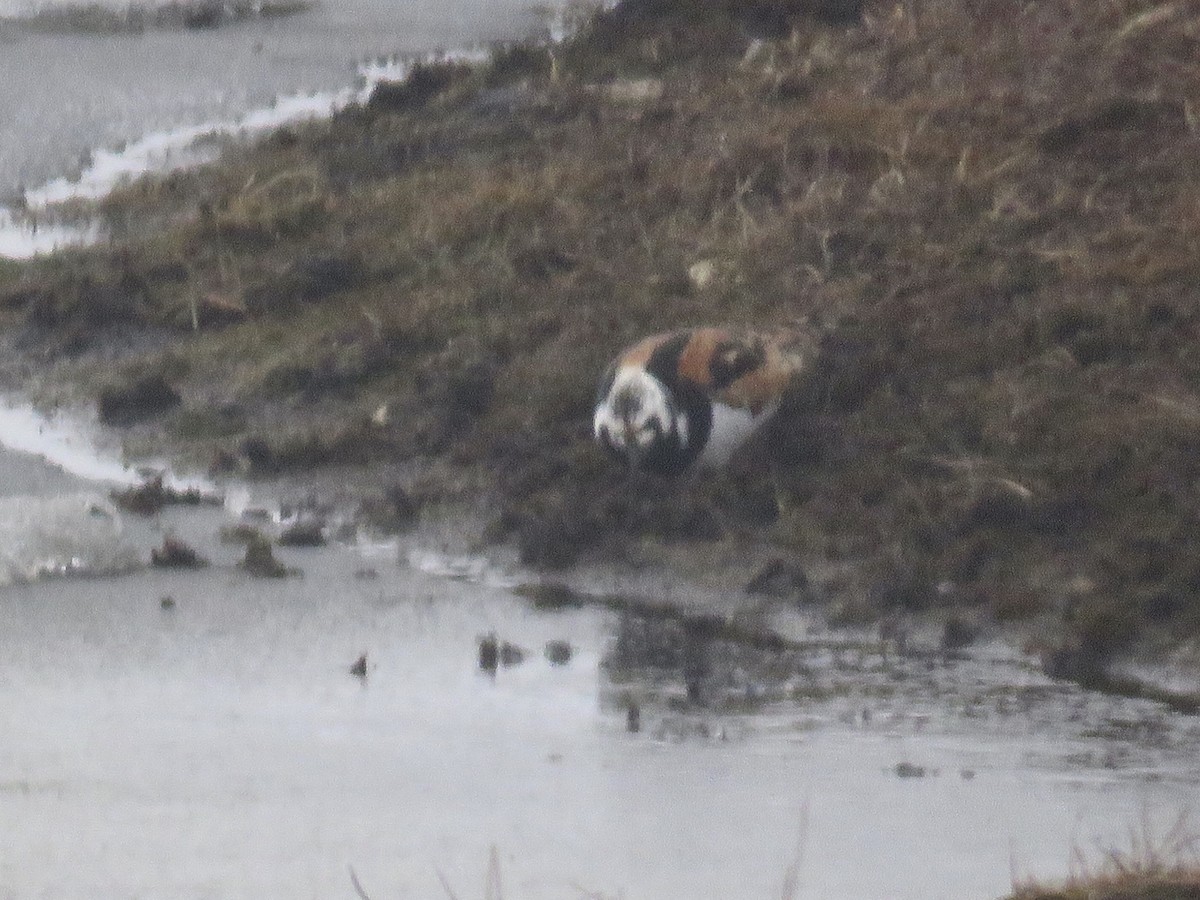 Ruddy Turnstone - ML346330151