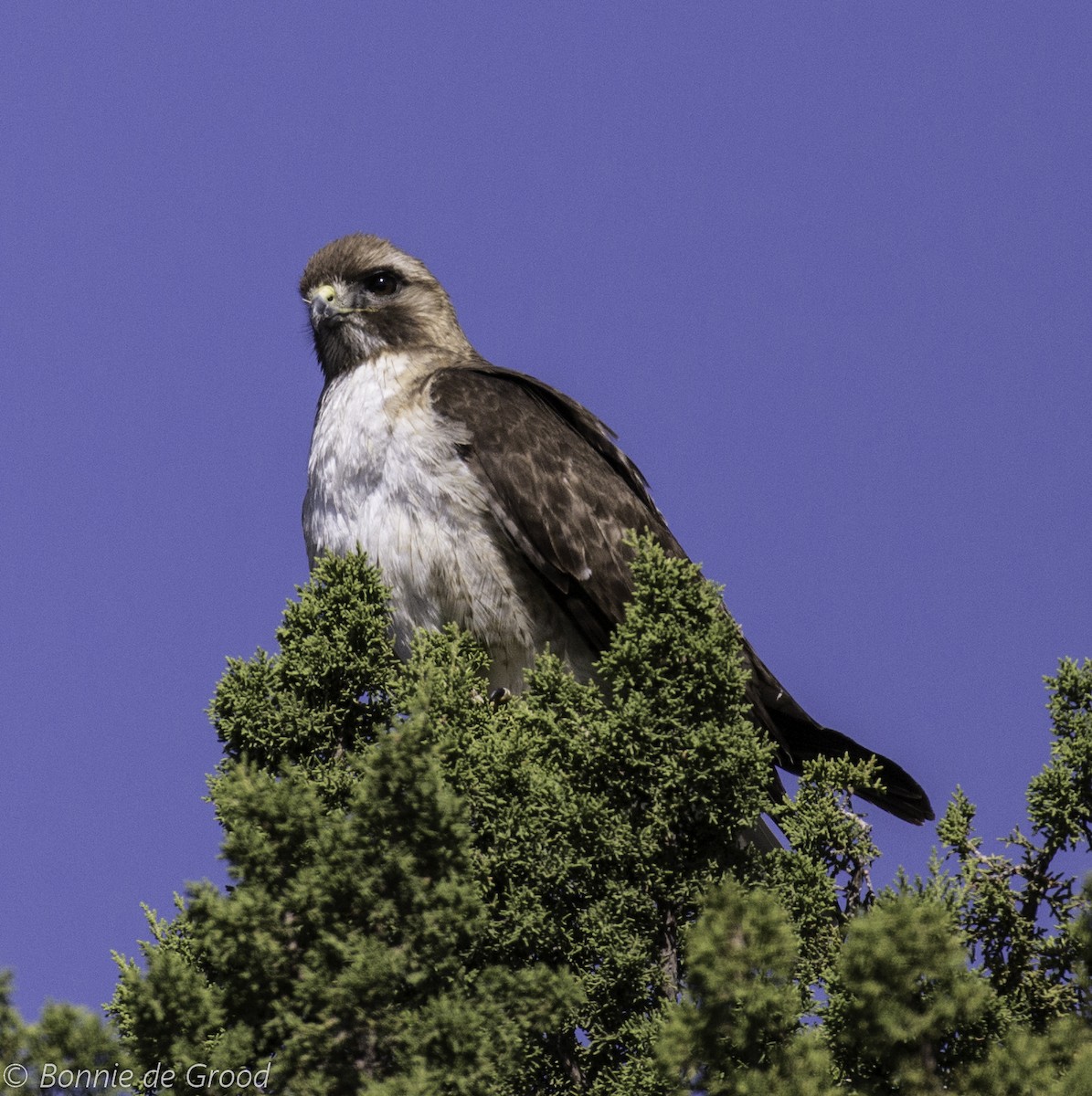 Red-tailed Hawk - Bonnie de Grood