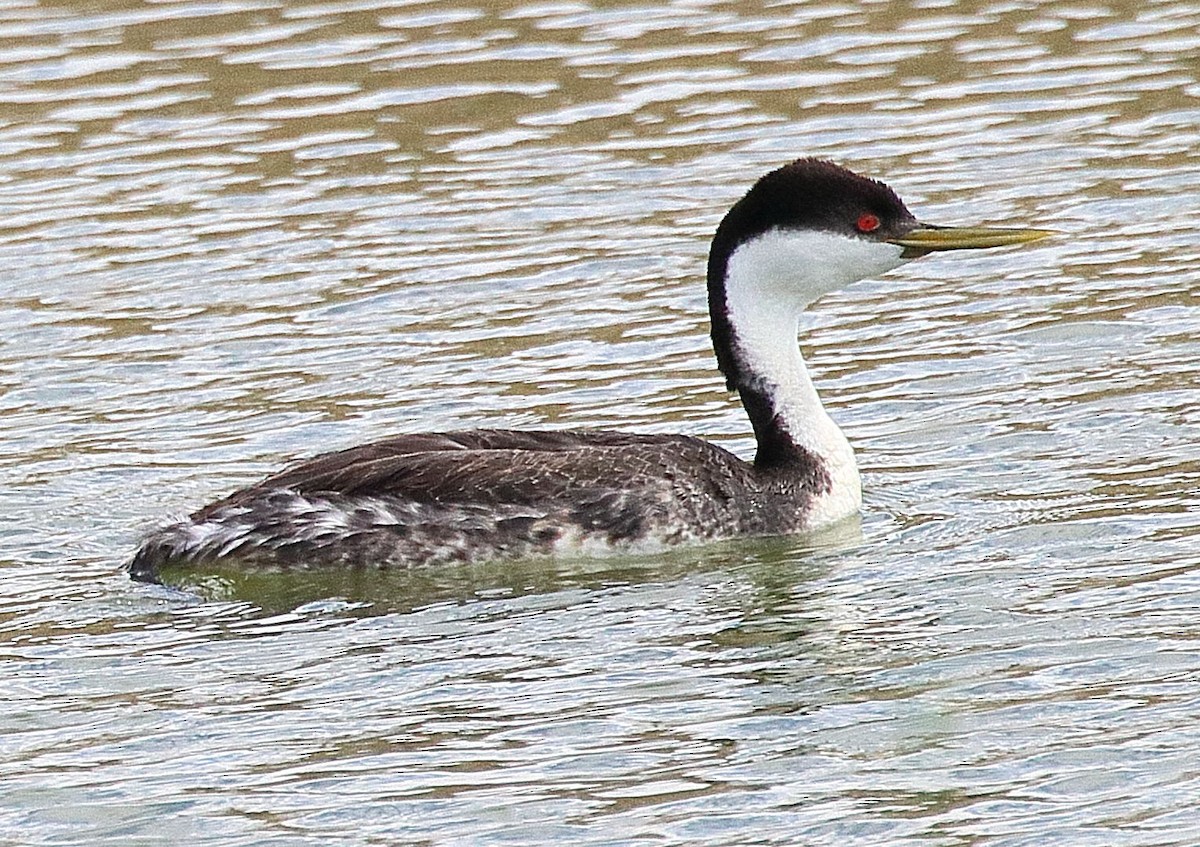 Western Grebe - ML346330991