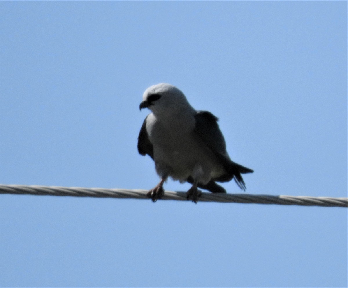 Mississippi Kite - ML346331891