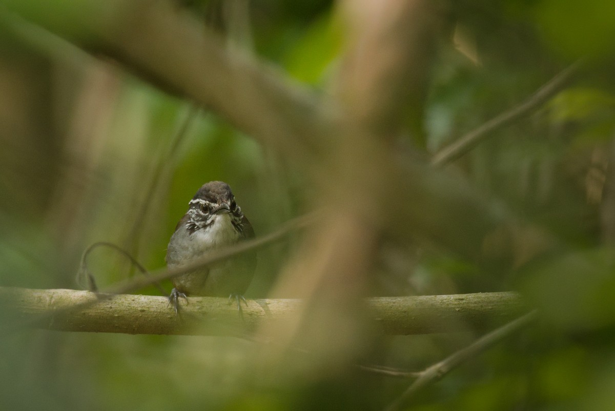 White-breasted Wood-Wren (Sclater's) - ML346332591