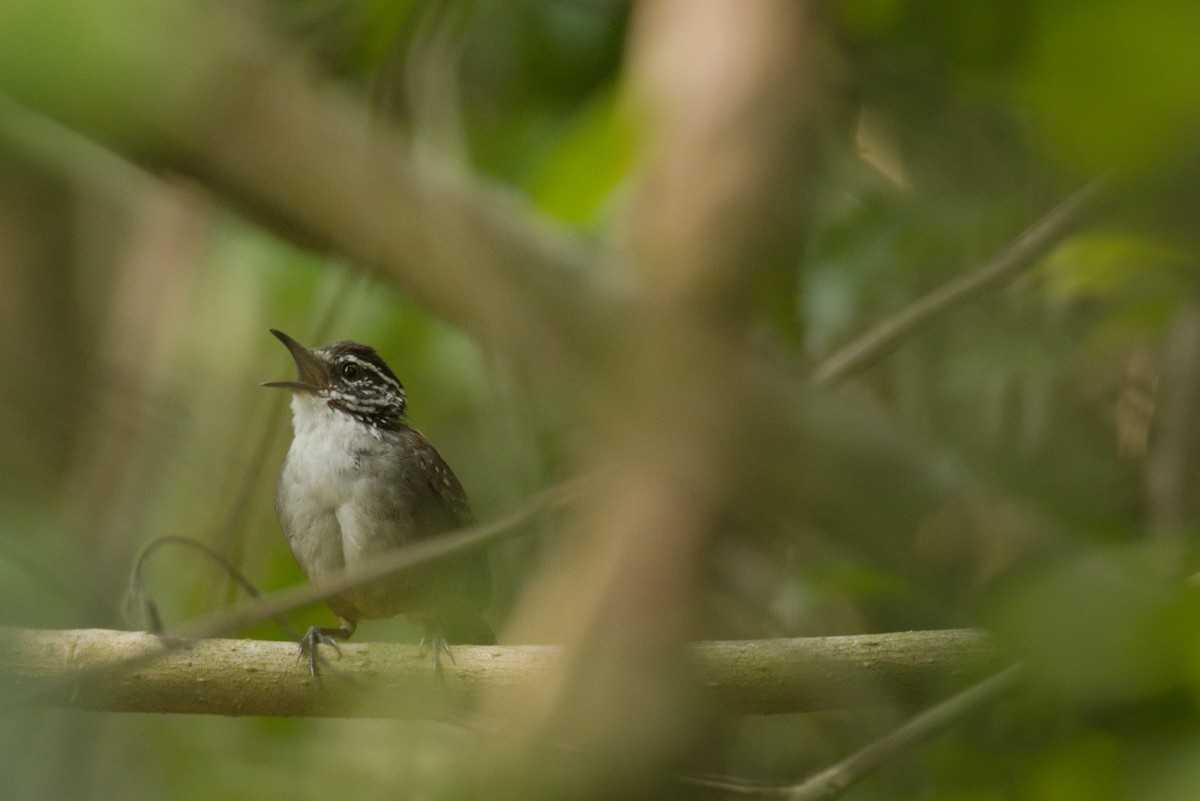 White-breasted Wood-Wren (Sclater's) - ML346332631