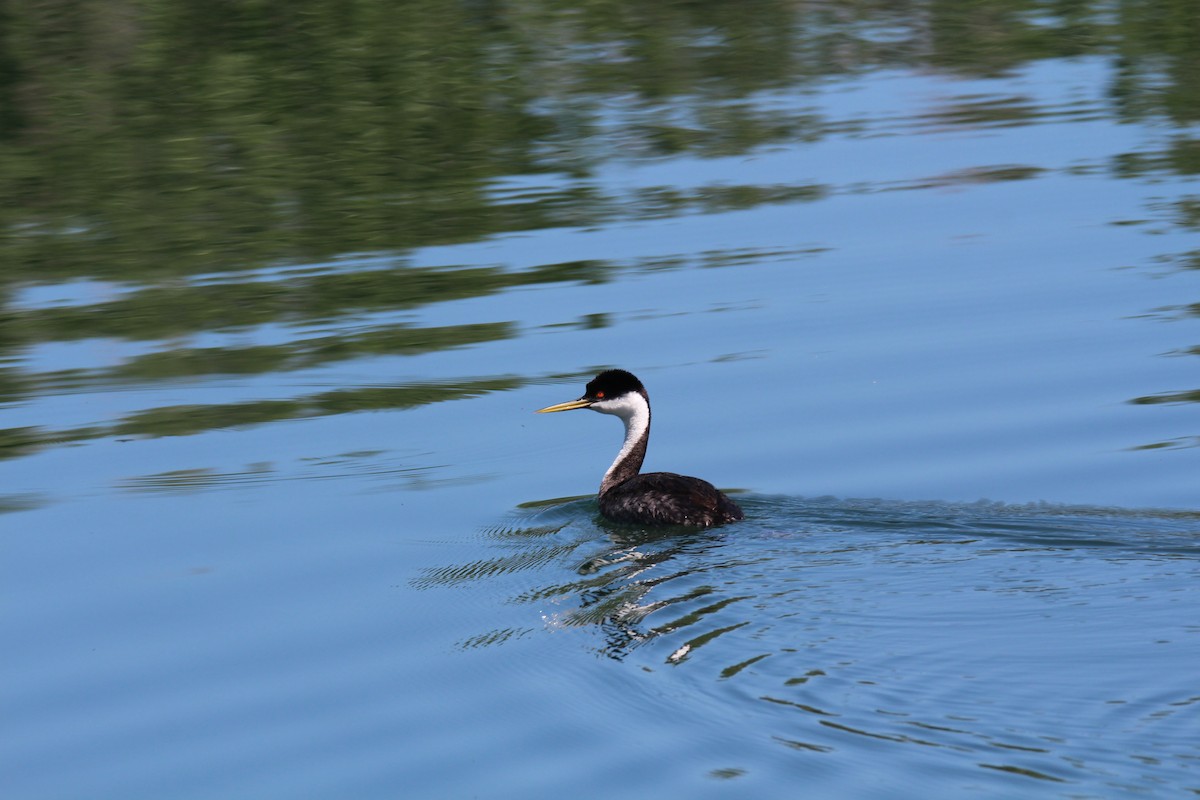 Western Grebe - ML346333131