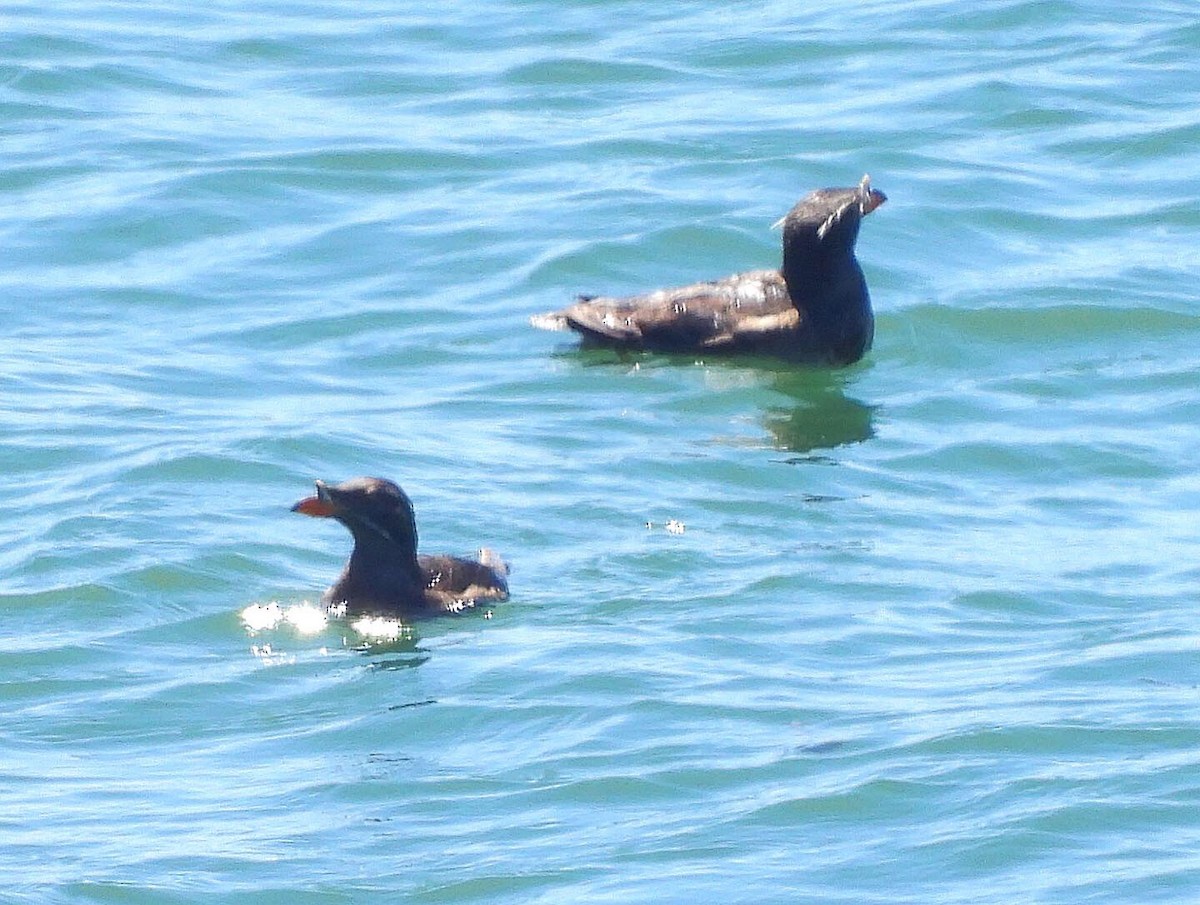 Rhinoceros Auklet - ML346333181