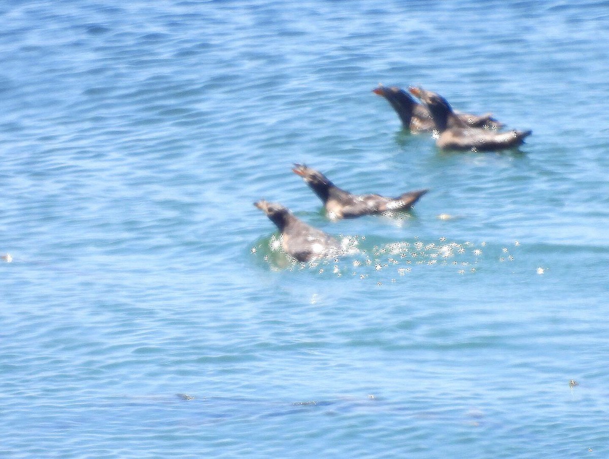 Rhinoceros Auklet - ML346333201