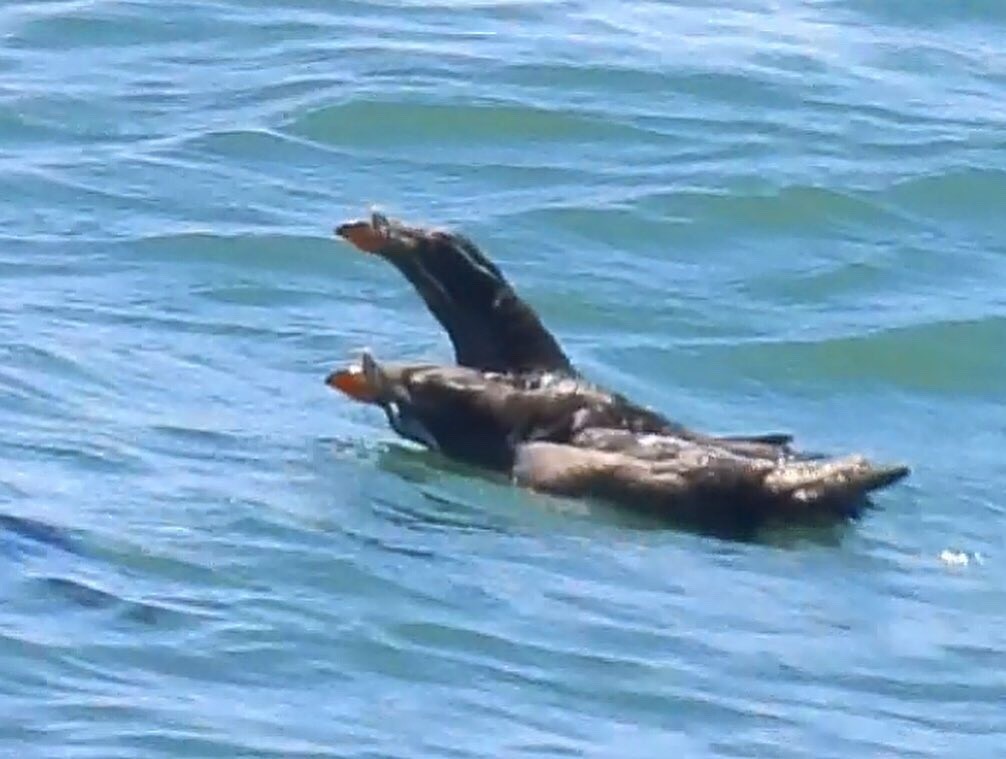 Rhinoceros Auklet - ML346333221