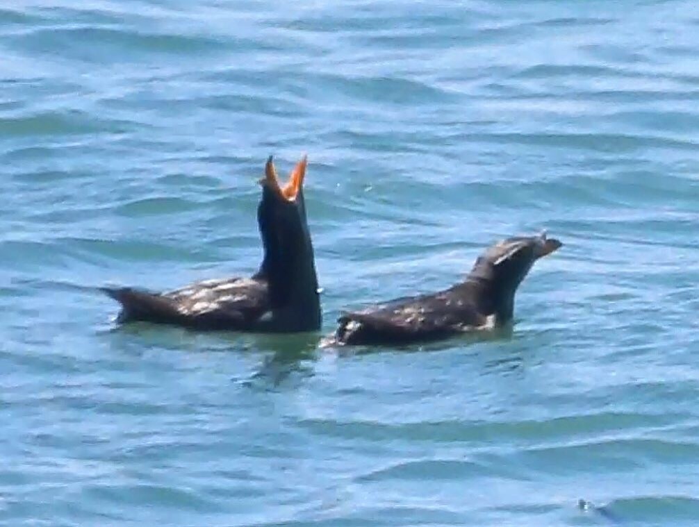 Rhinoceros Auklet - ML346333231