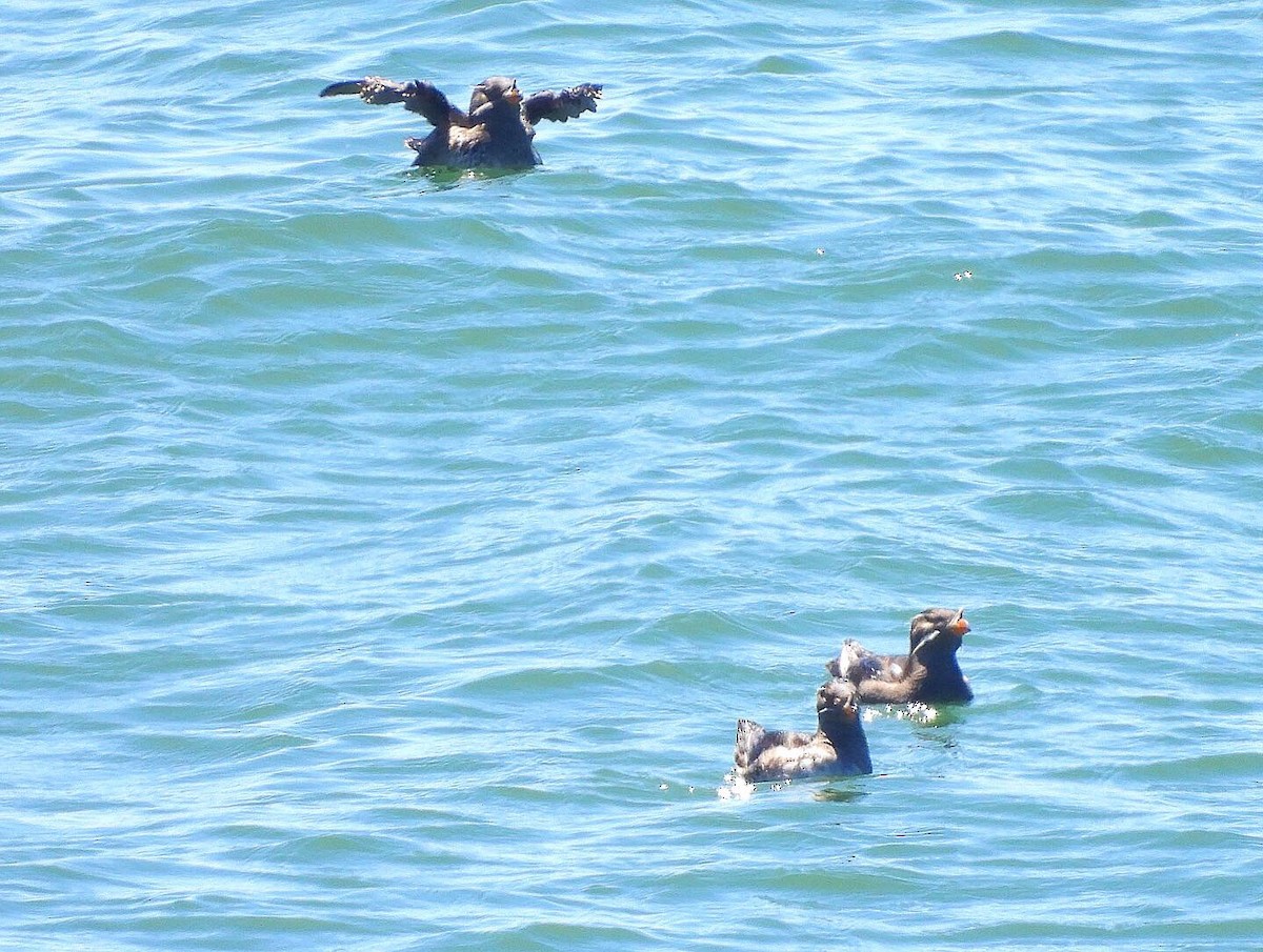 Rhinoceros Auklet - ML346333241