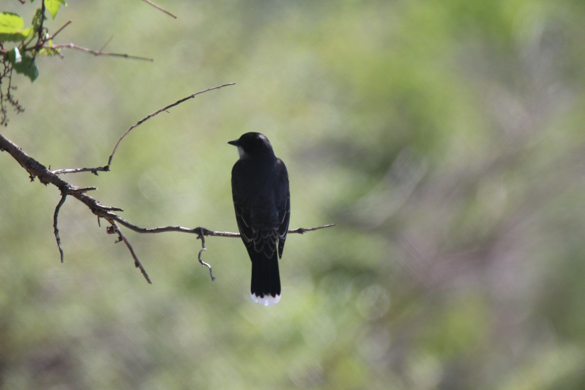 Eastern Kingbird - ML346333371