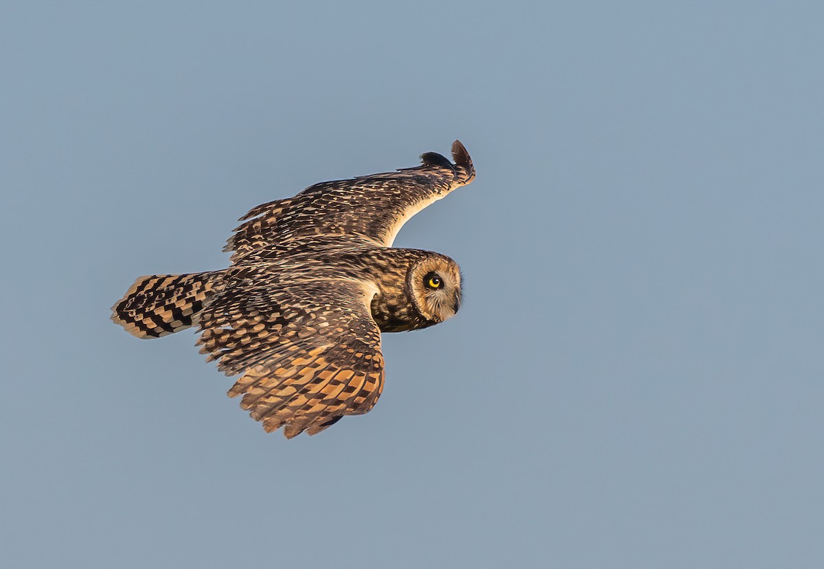 Short-eared Owl - ML346336051