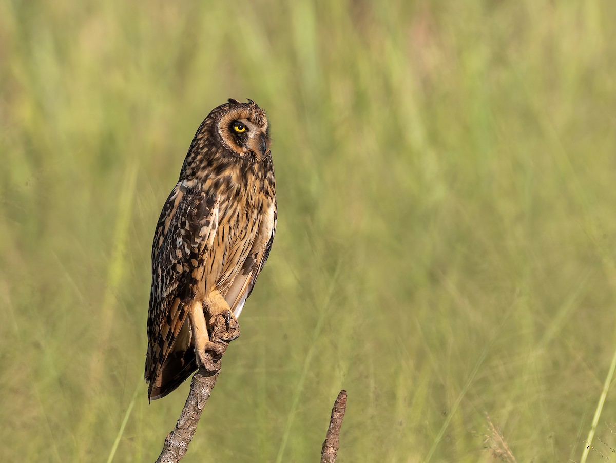Short-eared Owl - ML346336341