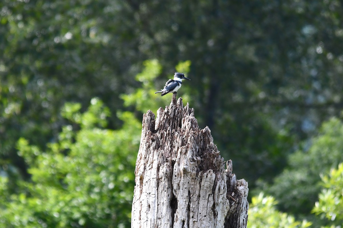 Belted Kingfisher - ML346337141