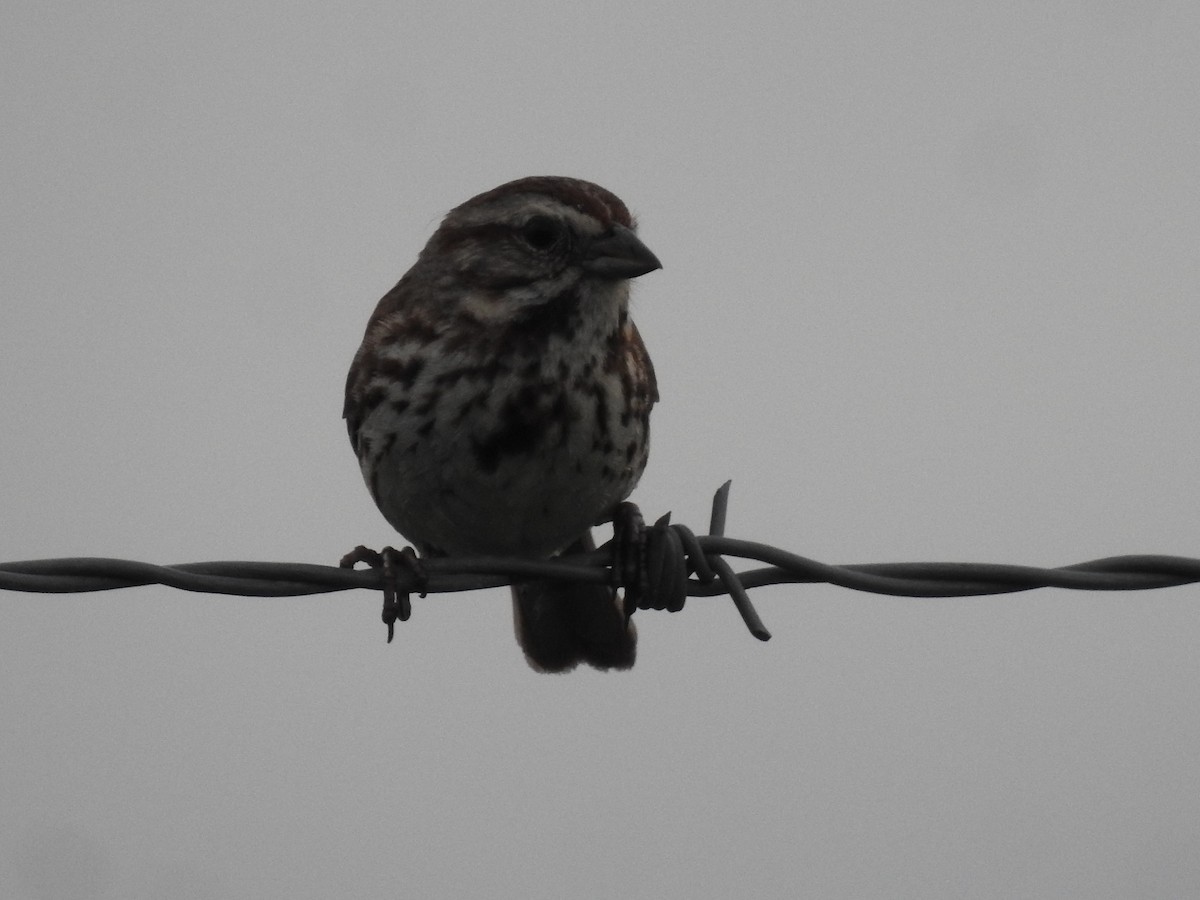 Song Sparrow - Ron Marek