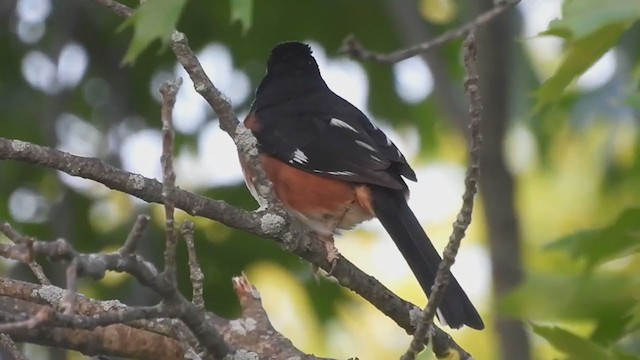 Eastern Towhee (Red-eyed) - ML346340841