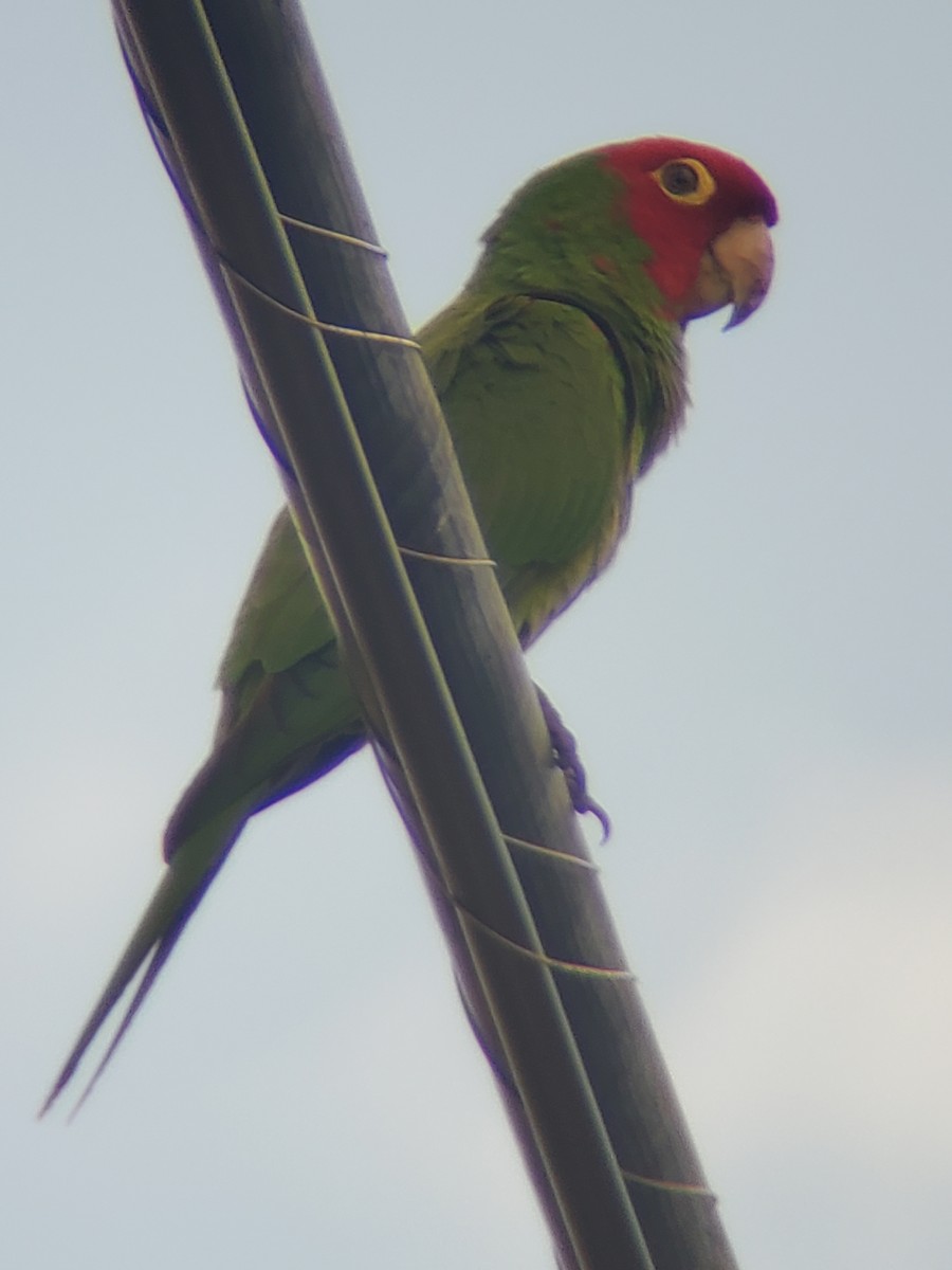 Red-masked Parakeet - ML346341051