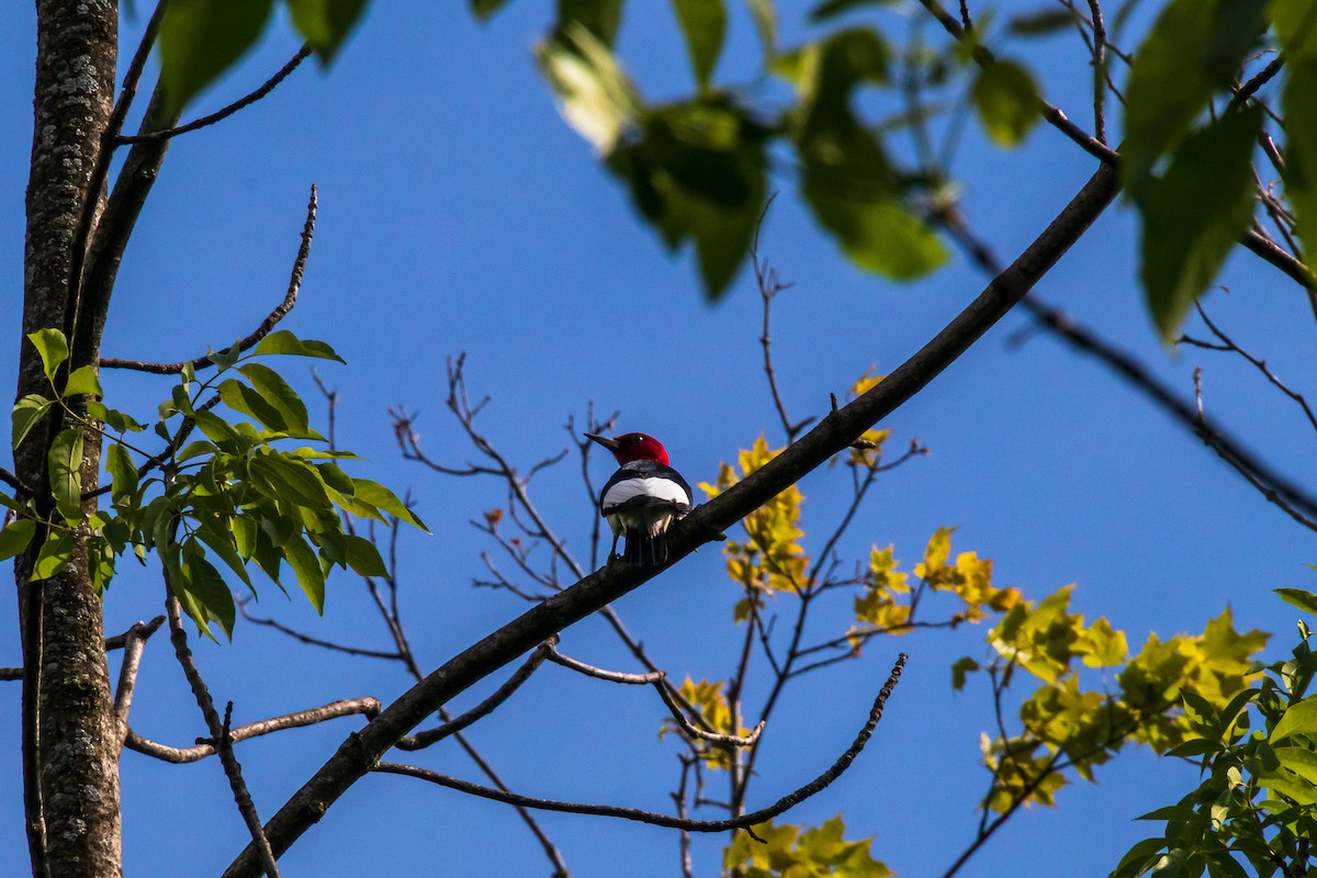 Red-headed Woodpecker - ML346341081