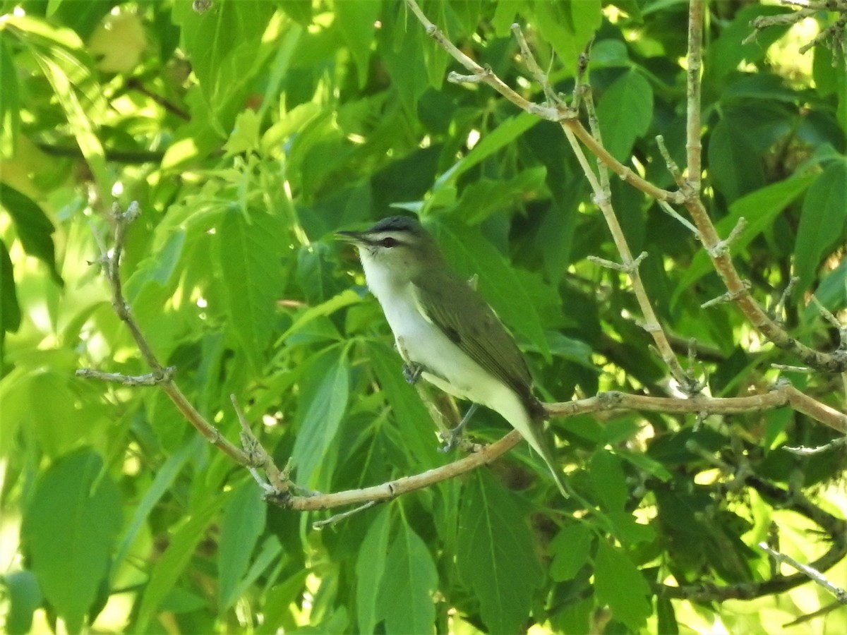 rødøyevireo - ML346342041