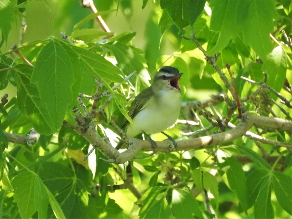 Red-eyed Vireo - ML346342061