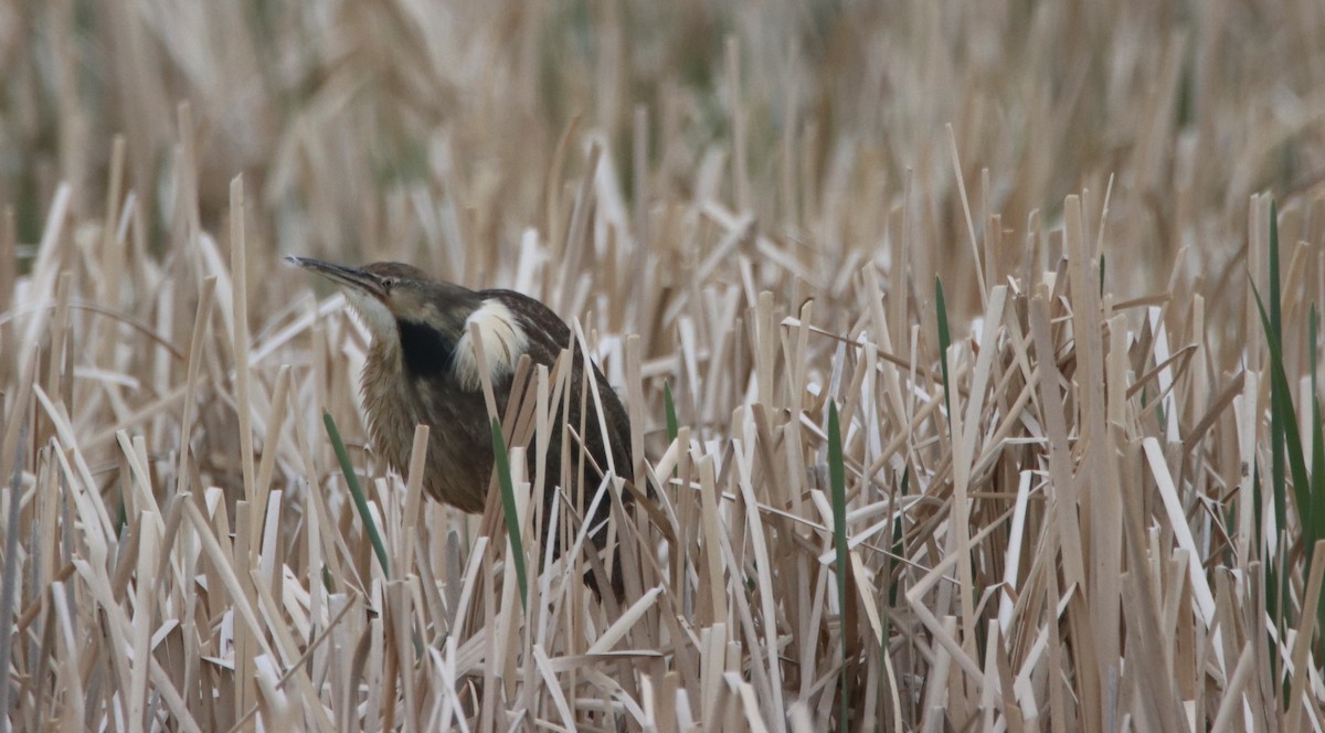 American Bittern - ML346342471