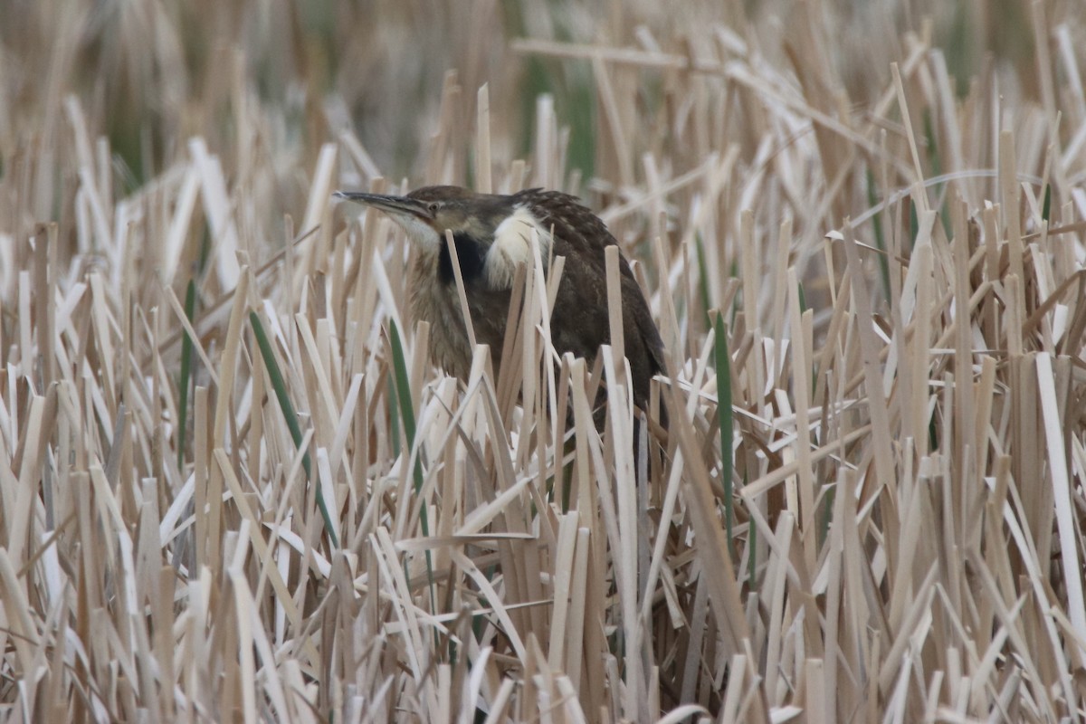 American Bittern - ML346342491