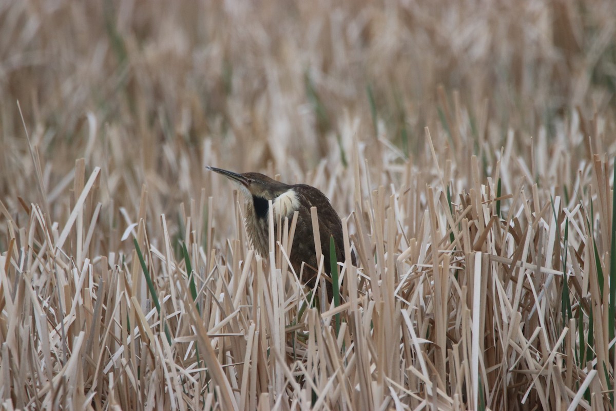 American Bittern - ML346342511