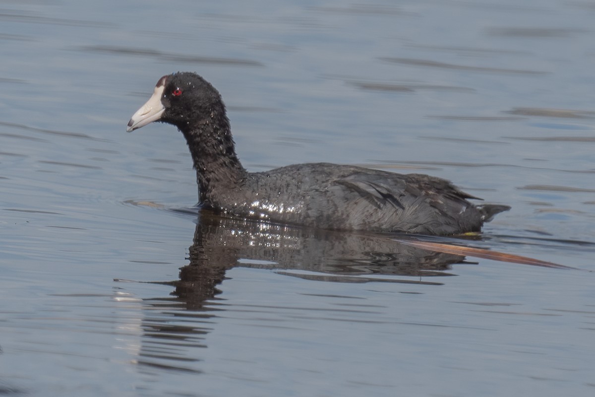 American Coot - ML346344691