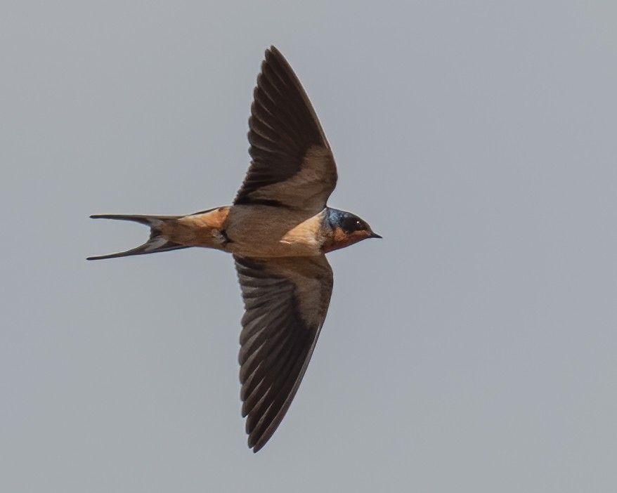 Barn Swallow - ML346346661