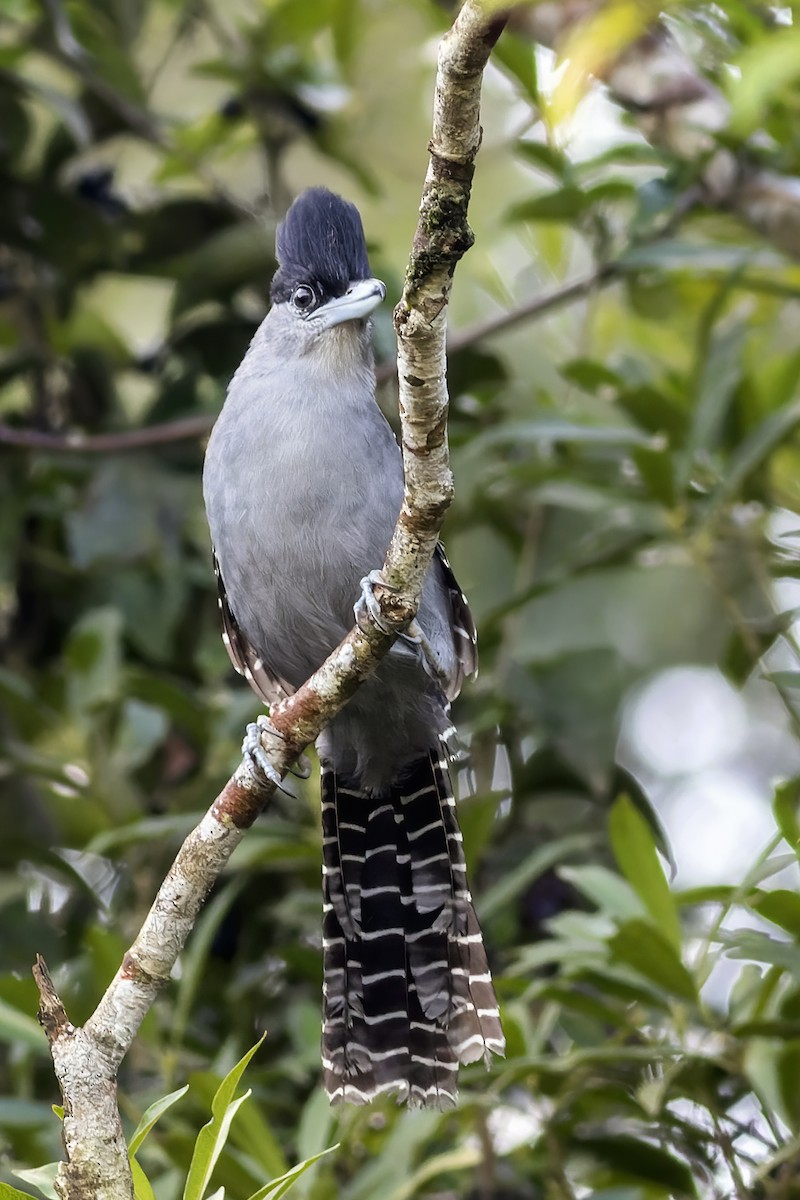 Giant Antshrike - ML346349111