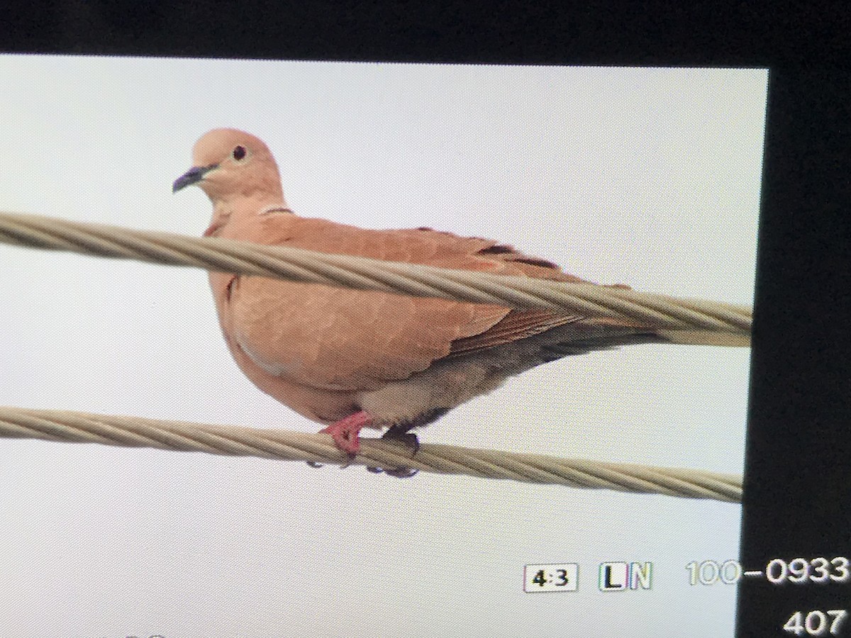 Eurasian Collared-Dove - Louise L. Gomez