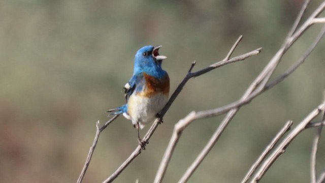 Lazuli Bunting - ML346350481