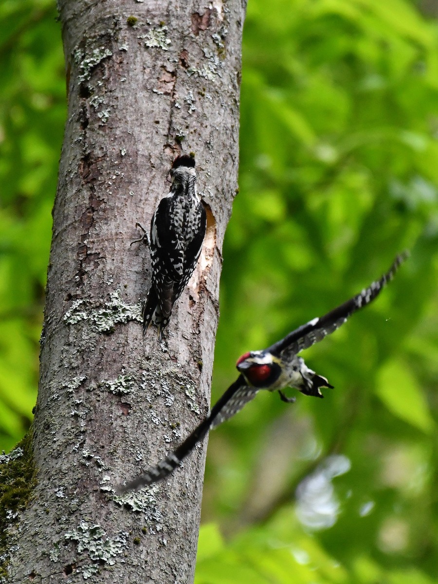 Yellow-bellied Sapsucker - Bill Massaro