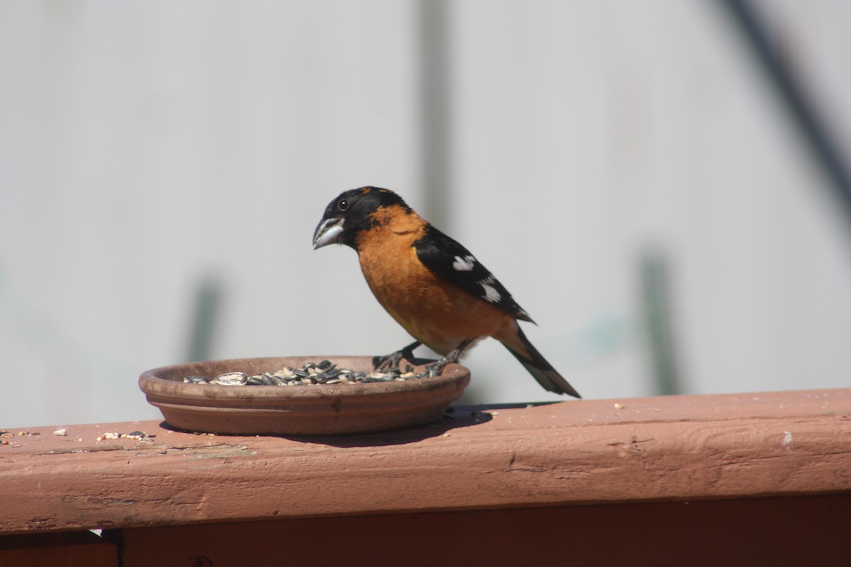 Black-headed Grosbeak - ML346354951