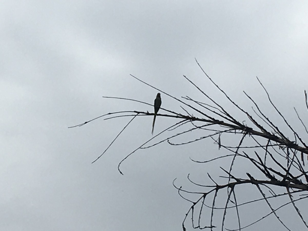 Alexandrine Parakeet - ML346355091