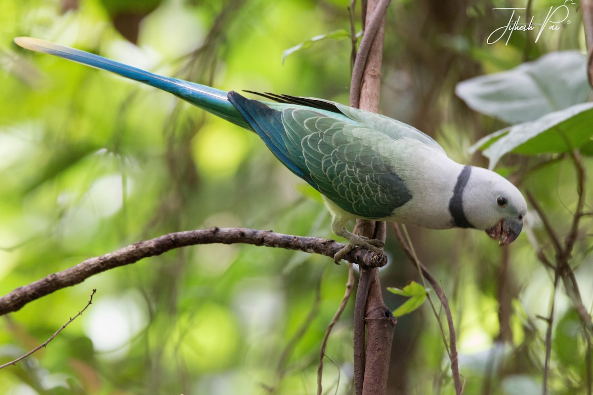 Malabar Parakeet - ML34635511