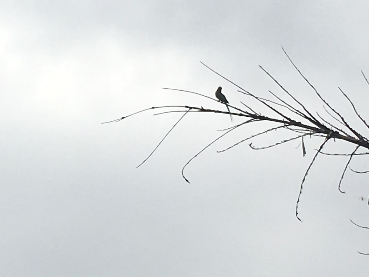 Alexandrine Parakeet - ML346355111